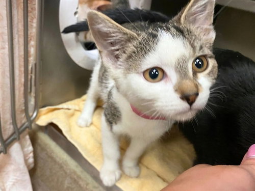 MUFFIN, a cat for adoption from Fort Wayne Animal Care and Control