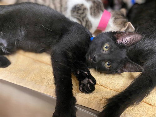 HASHBROWN, a cat for adoption from Fort Wayne Animal Care and Control