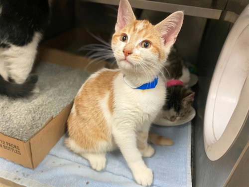 BACON, a cat for adoption from Fort Wayne Animal Care and Control