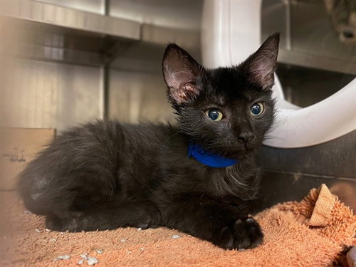 SPHINX, a cat for adoption from Fort Wayne Animal Care and Control
