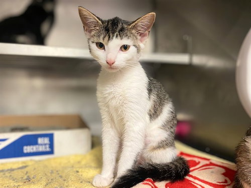 BUG, a cat for adoption from Fort Wayne Animal Care and Control