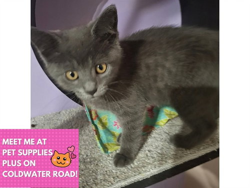 MISTY, a cat for adoption from Fort Wayne Animal Care and Control