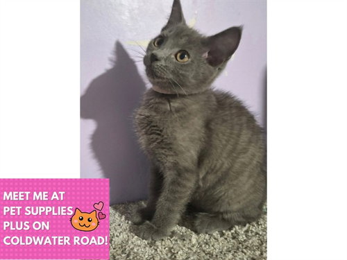 THUNDER, a cat for adoption from Fort Wayne Animal Care and Control