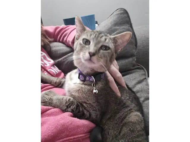 Toni image 1