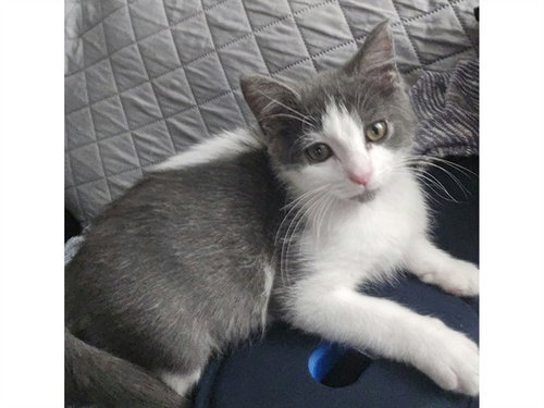SHIRLEY, a cat for adoption from Fort Wayne Animal Care and Control
