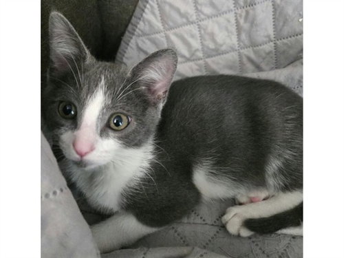 LENNY, a cat for adoption from Fort Wayne Animal Care and Control