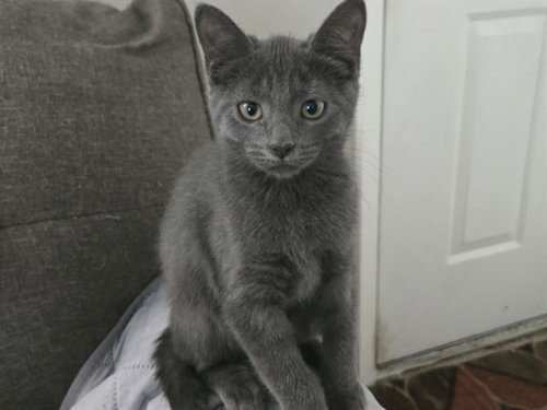 LAVERNE, a cat for adoption from Fort Wayne Animal Care and Control