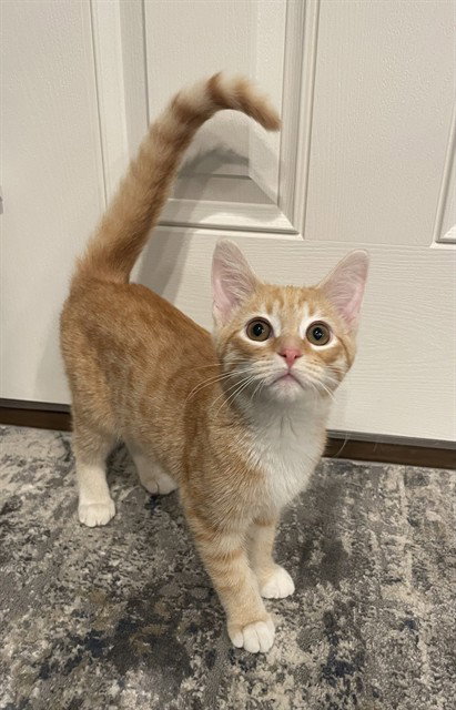 CHIP, a cat for adoption from Fort Wayne Animal Care and Control