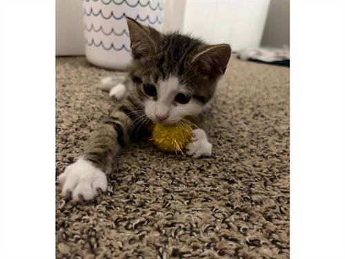 NERMAL, a cat for adoption from Fort Wayne Animal Care and Control