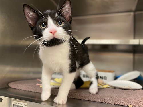 FINN, a cat for adoption from Fort Wayne Animal Care and Control