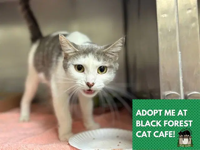 Martha - Domestic Short Hair