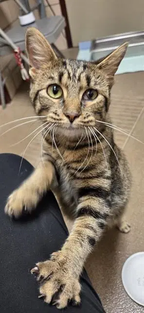 Gordita - Domestic Short Hair