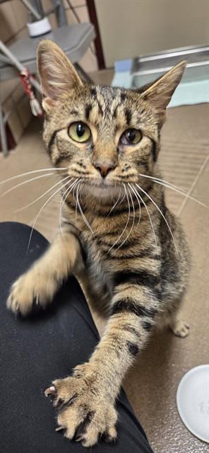 GORDITA, a cat for adoption from Fort Wayne Animal Care and Control