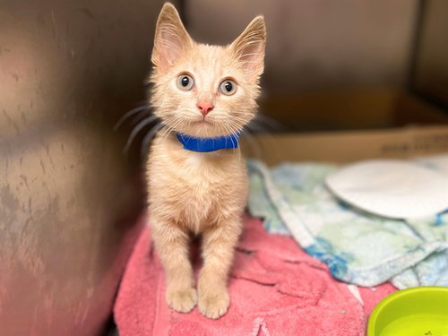 PUMPKIN SPICE, a cat for adoption from Fort Wayne Animal Care and Control