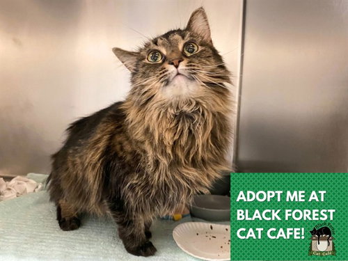 KHALEESI, a cat for adoption from Fort Wayne Animal Care and Control