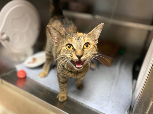 PURR-YL STREEP, a cat for adoption from Fort Wayne Animal Care and Control