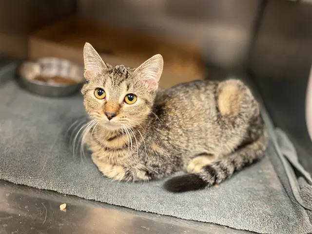 Susan - Domestic Short Hair