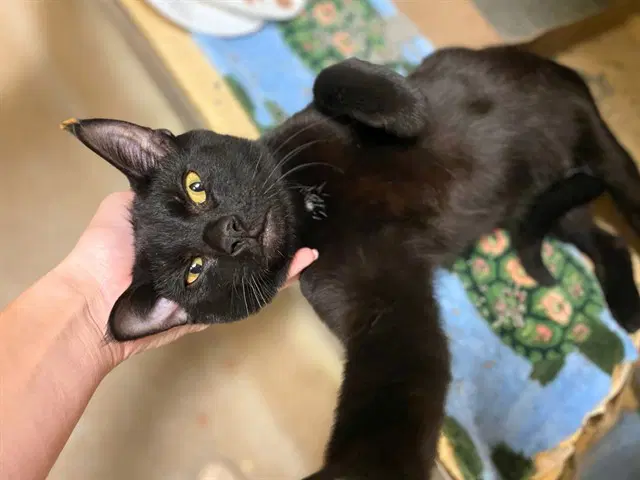 Gary - Domestic Short Hair