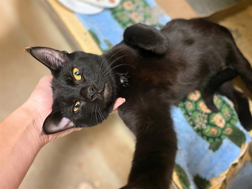 GARY, a cat for adoption from Fort Wayne Animal Care and Control