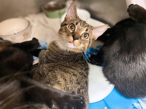 CHEESEBURGER, a cat for adoption from Fort Wayne Animal Care and Control