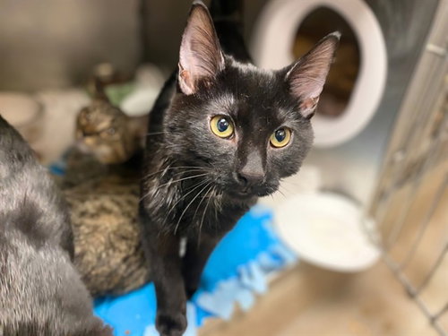 HOT DOG, a cat for adoption from Fort Wayne Animal Care and Control