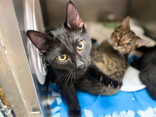 CHICKEN, a cat for adoption from Fort Wayne Animal Care and Control