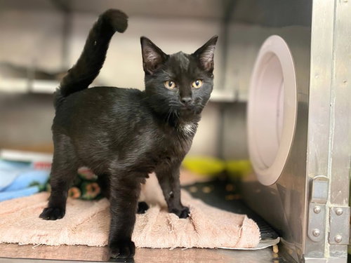 PURR-MESAN, a cat for adoption from Fort Wayne Animal Care and Control