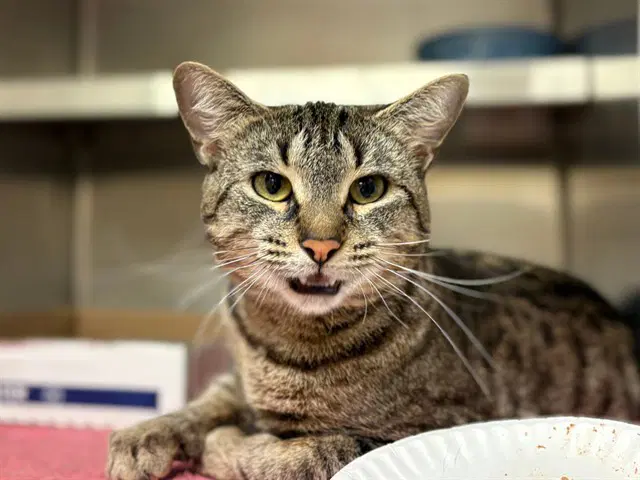 Lillith - Domestic Short Hair