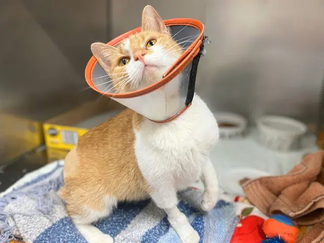 Reba - Domestic Short Hair