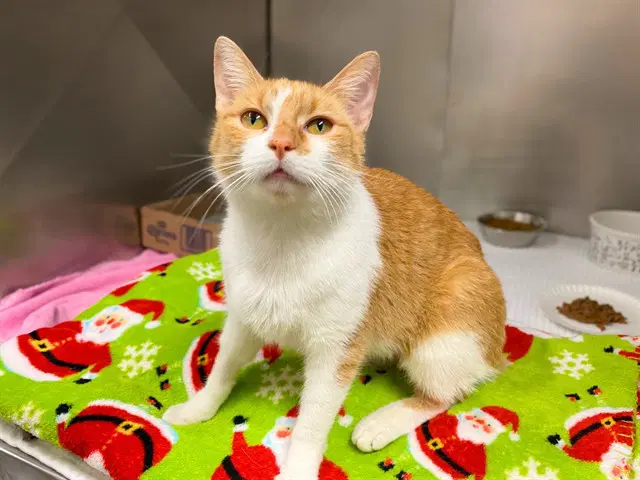 Reba - Domestic Short Hair