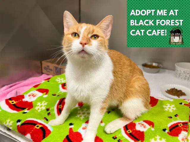 Reba - Domestic Short Hair