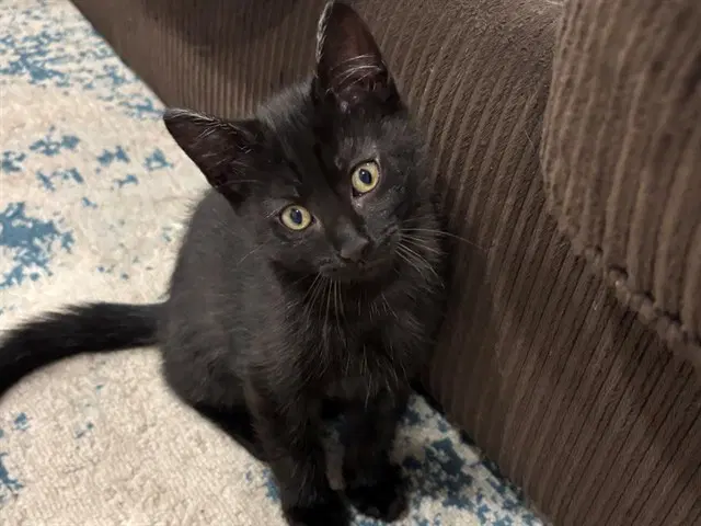 Snape - Domestic Short Hair