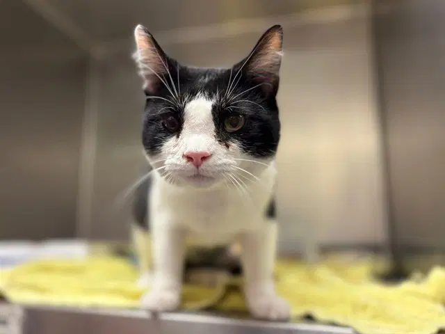 Jinx - Domestic Short Hair