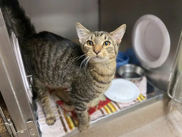 Churro - Domestic Short Hair