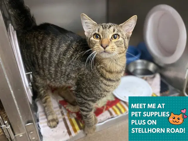 Churro - Domestic Short Hair