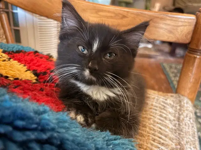 Marjorie - Domestic Medium Hair