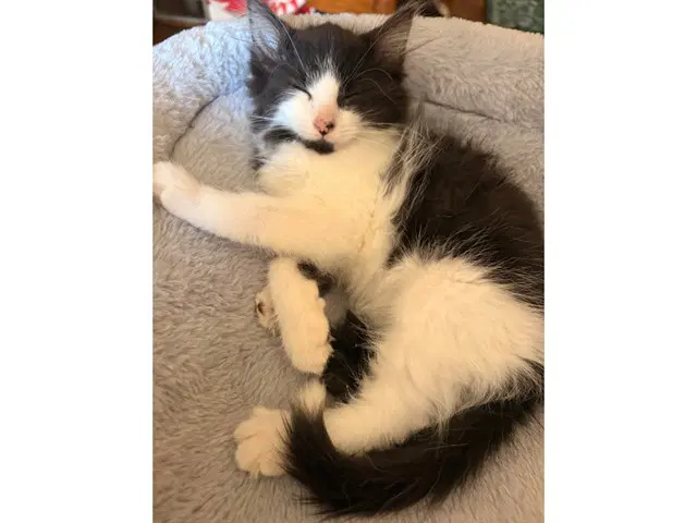 Dorothea - Domestic Medium Hair