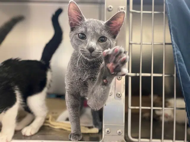 Regina - Domestic Short Hair