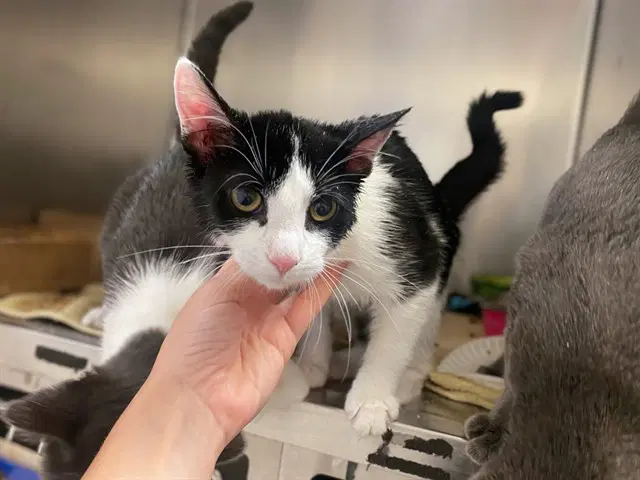 Karen - Domestic Short Hair