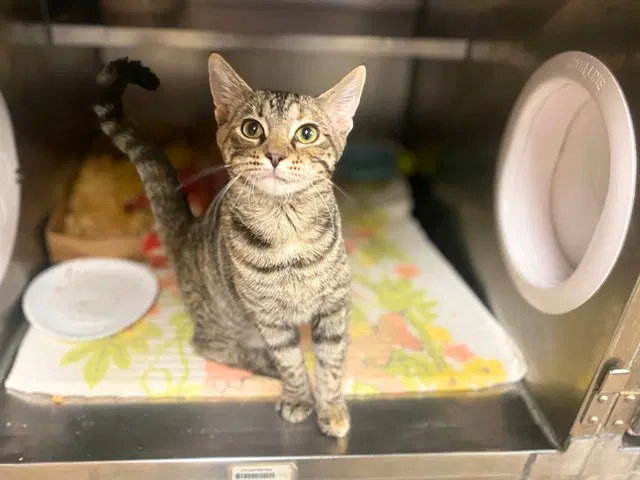 Claudia - Domestic Short Hair