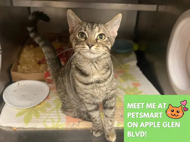 Claudia - Domestic Short Hair