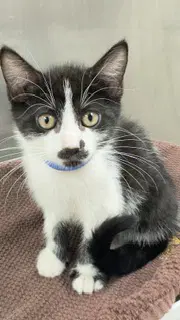 Whiskeroni image 1
