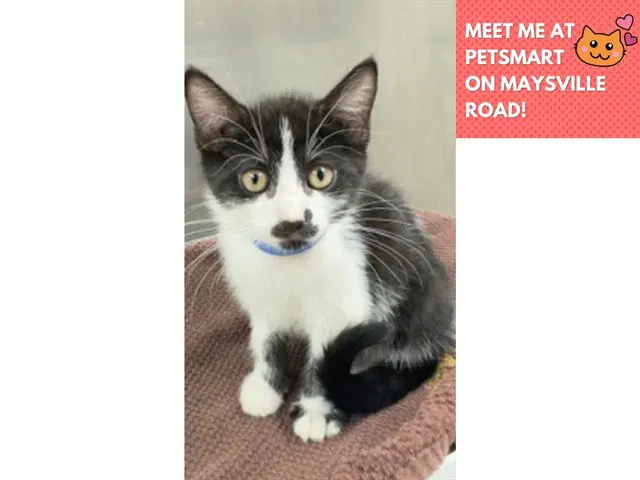 Whiskeroni - Domestic Short Hair