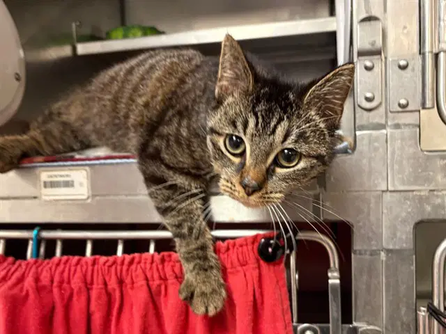 Fable - Domestic Short Hair