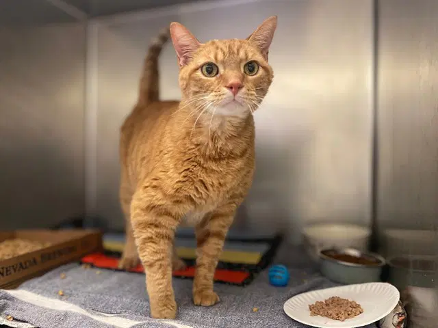 Yogi - Domestic Short Hair