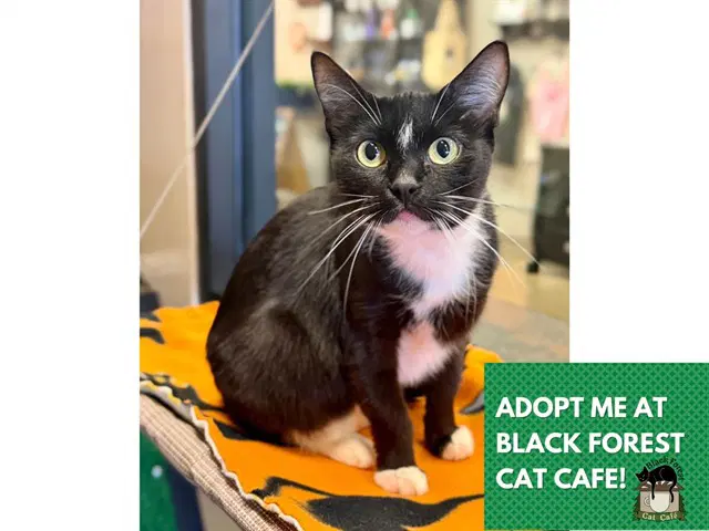 Vienna - Domestic Short Hair