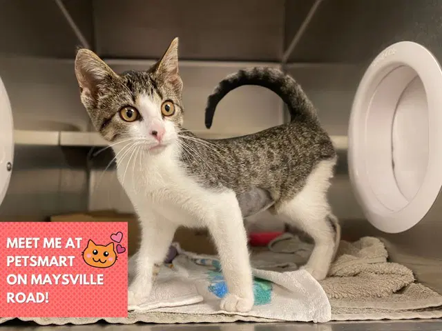 Izzie - Domestic Short Hair