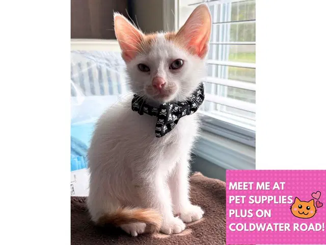 Ghost - Domestic Short Hair