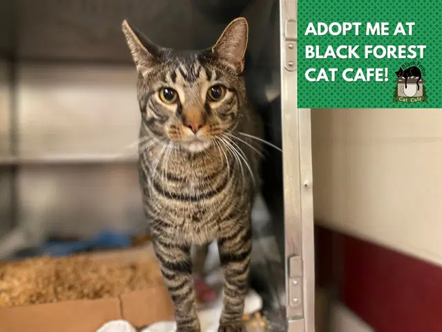 Lord Farquaad - Domestic Short Hair