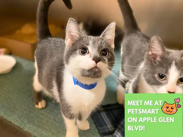 Larry - Domestic Short Hair